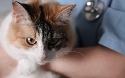Stress-Free Pet Visits in Windham: Veterinarian Carrying Cat