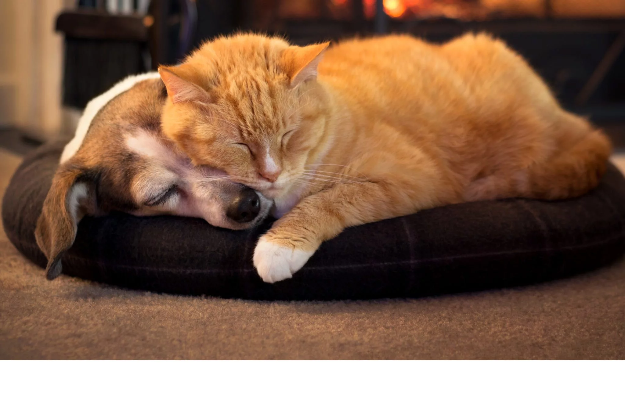 an orange cat laying on top of a dog on a dog bed