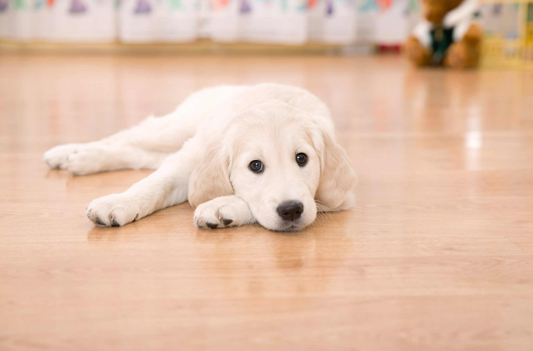 a white colored puppy laying down on a wood floor
