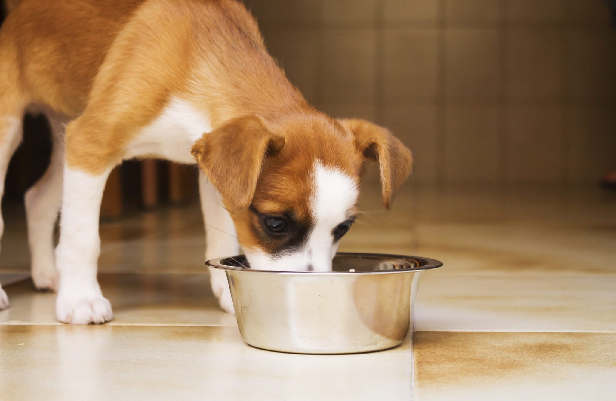 a tan and white puppy eating food from a metal bowl