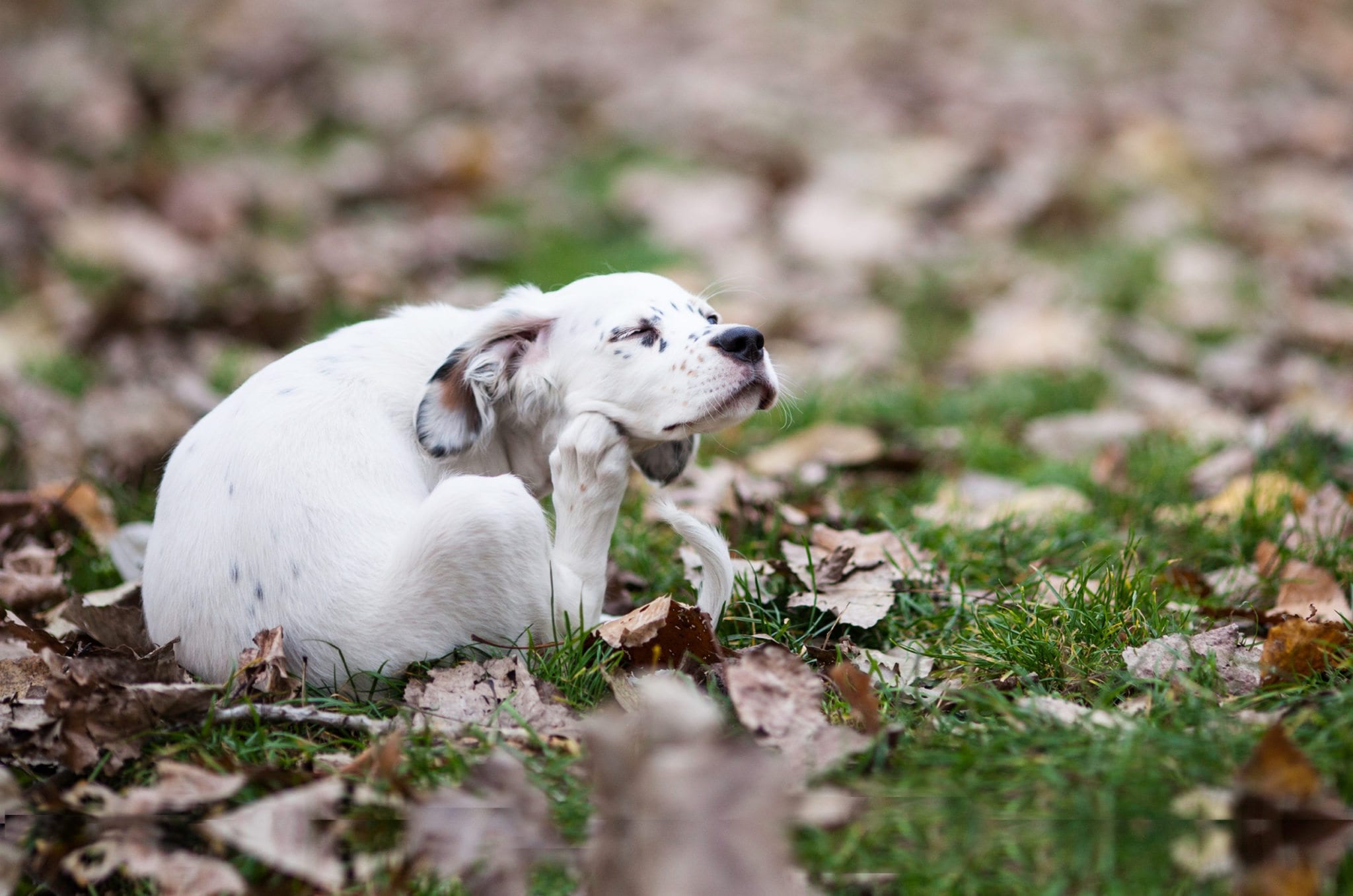 a white puppy with black spots scratching his fact with his hind paw while sitting on leaves and grass