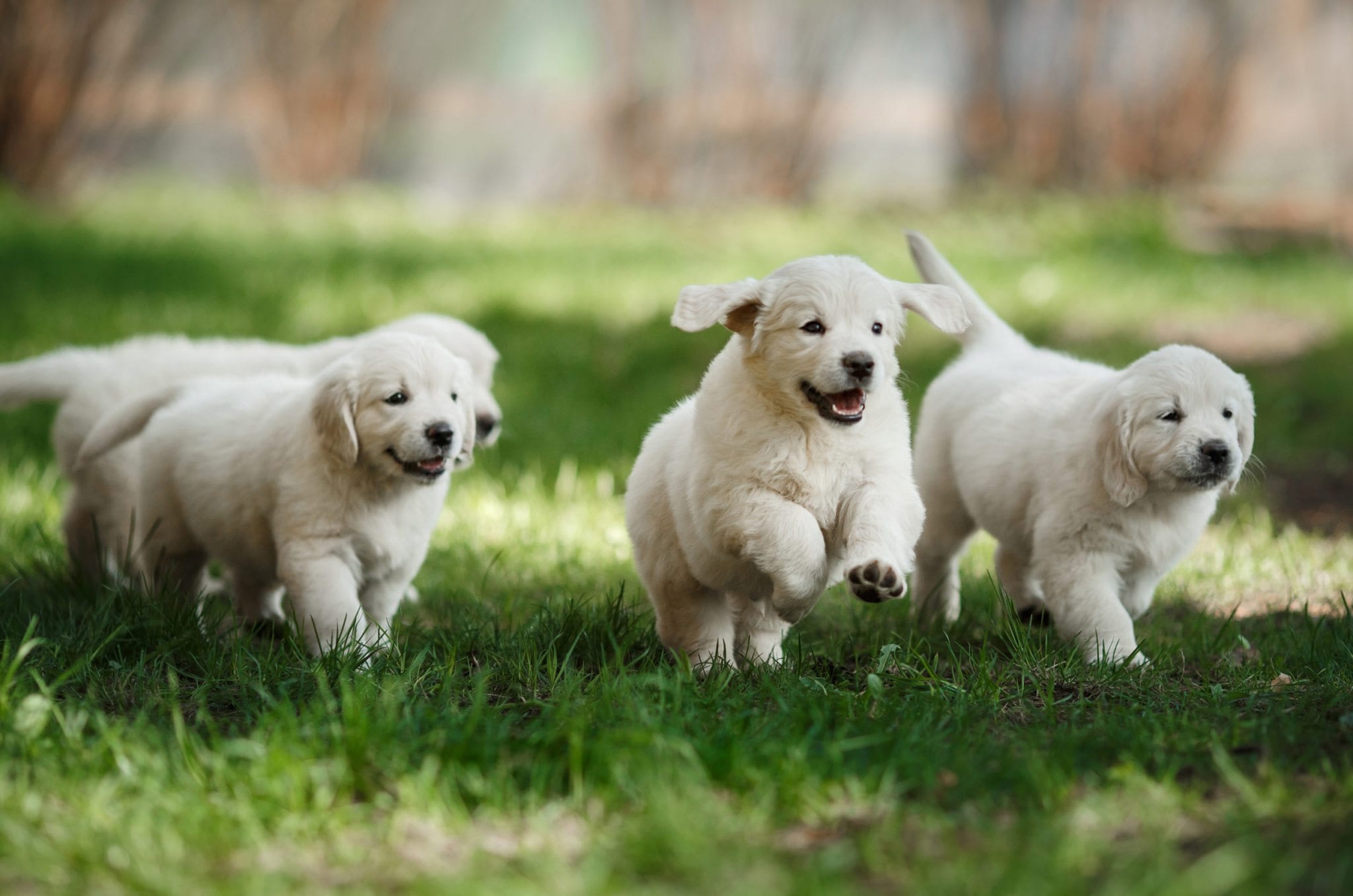 four white fluffy puppies running around in the grass