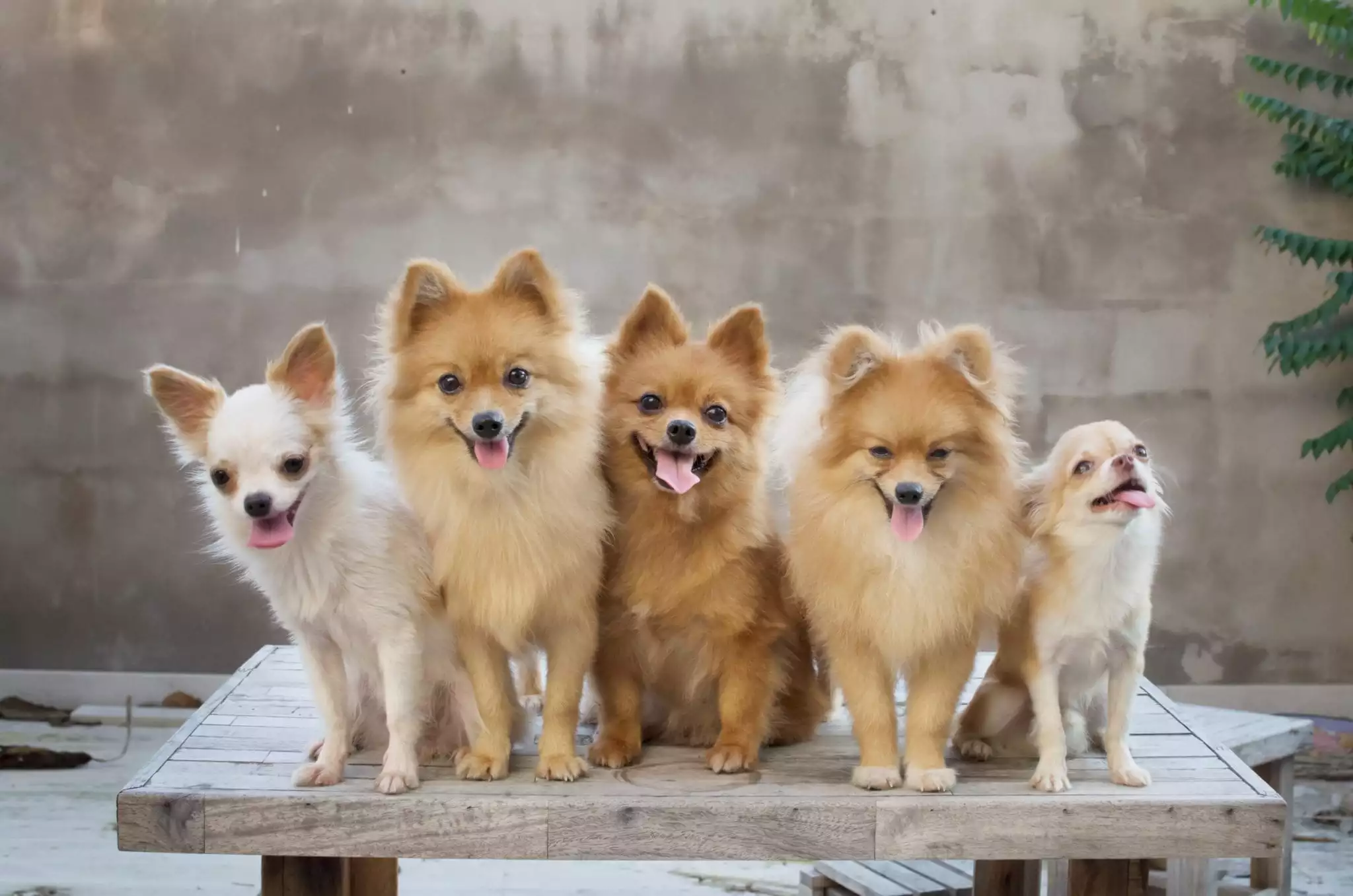 five happy chihuahua mix dogs sitting next to each other and posing for a photo