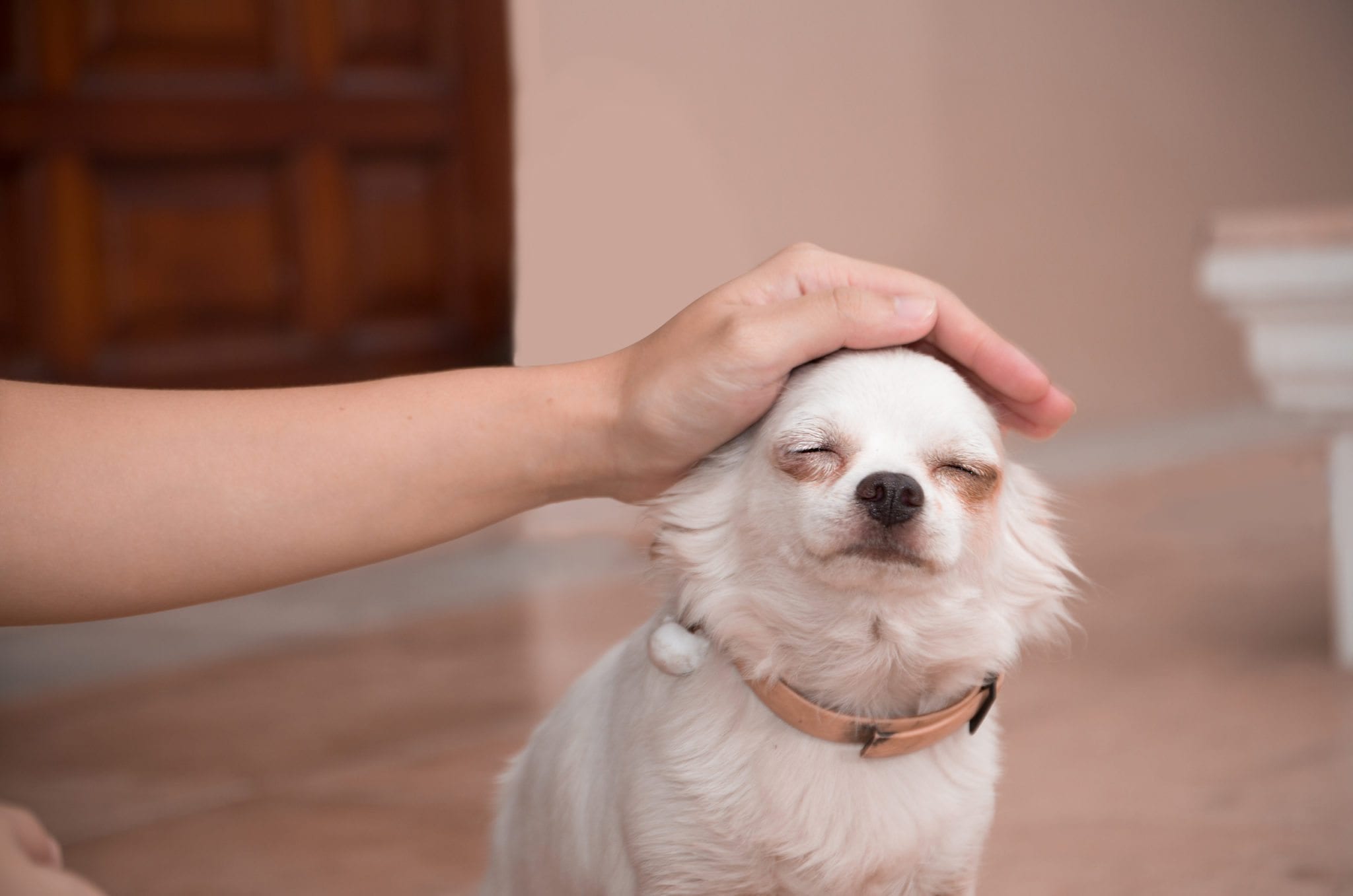 small dog getting head petted