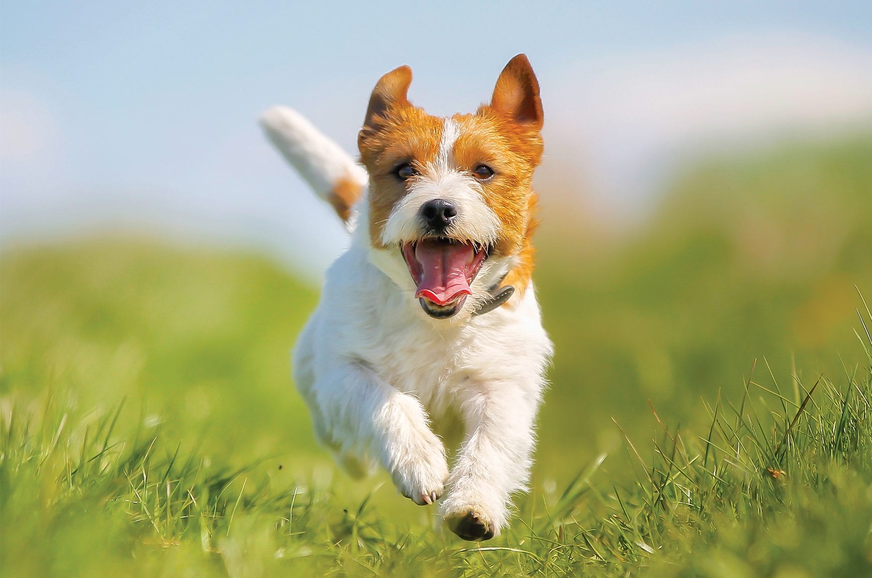 small dog running in the grass