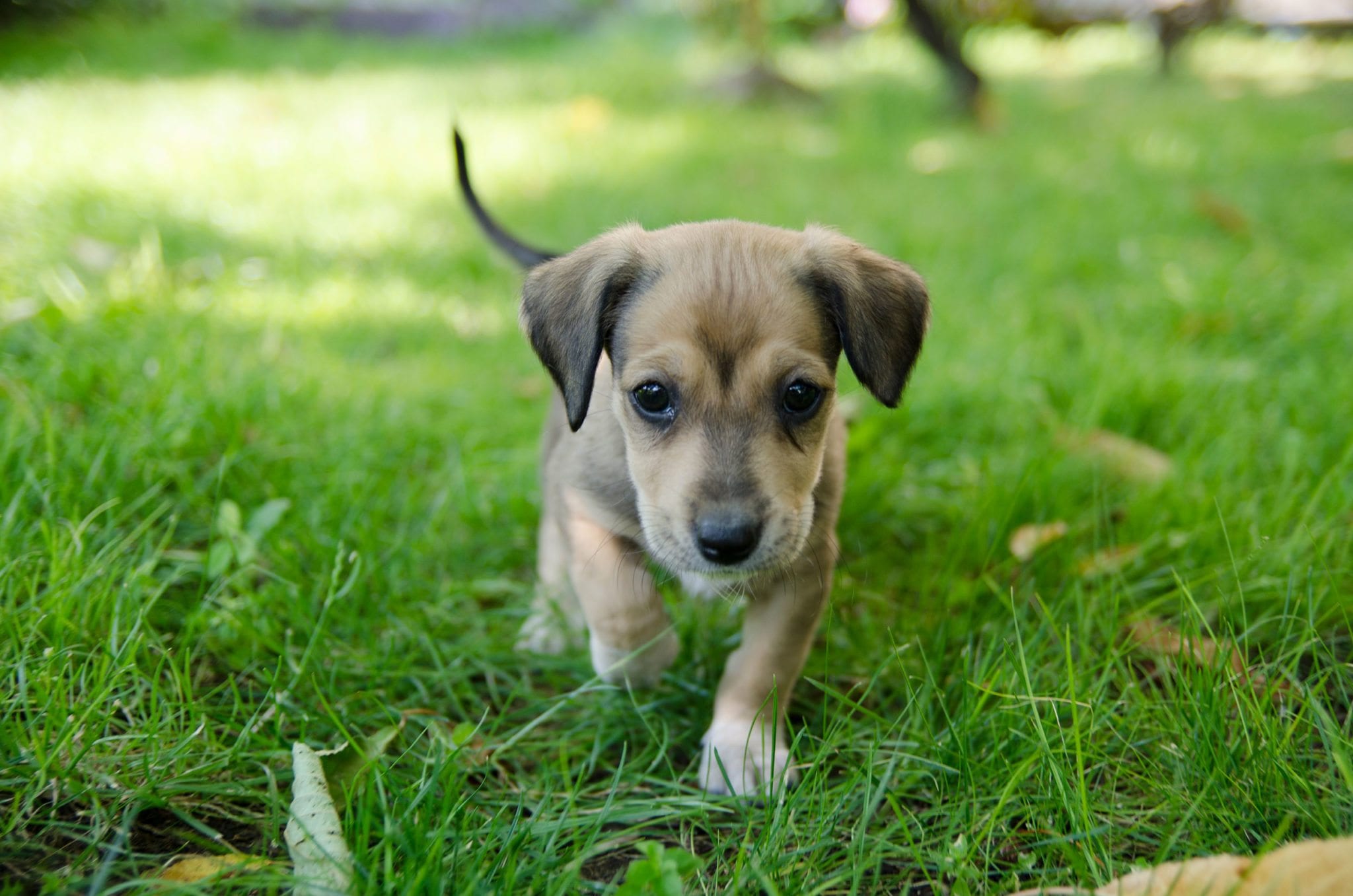a tan and brown puppy walking in the grass