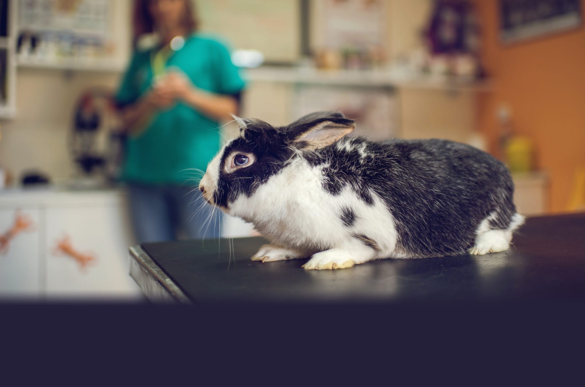 Pocket pet and rabbit vet in Windham, NH