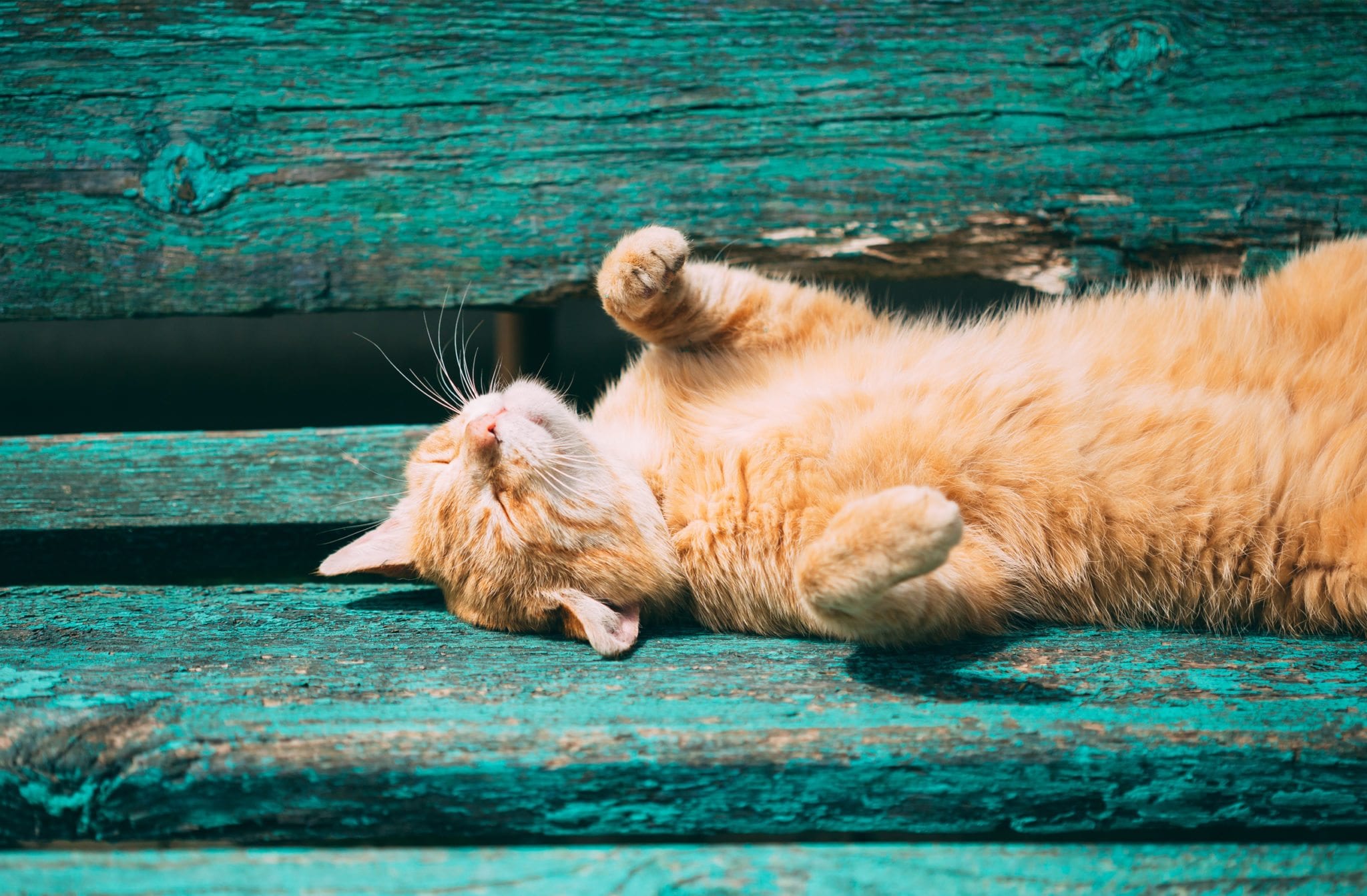 orange cat sleeping on back on green wooden bench