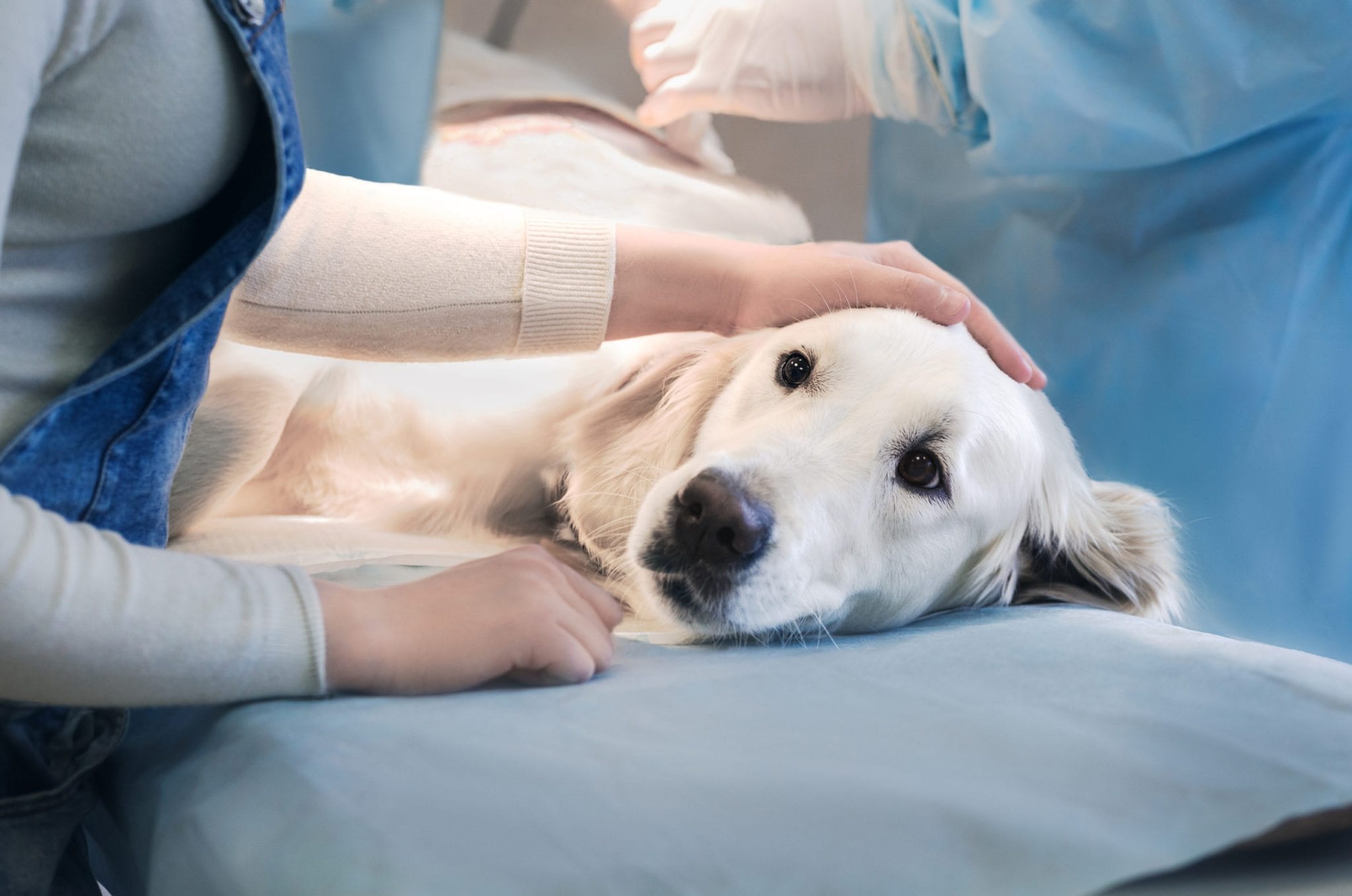 dog being comforted as it prepares for dog surgery