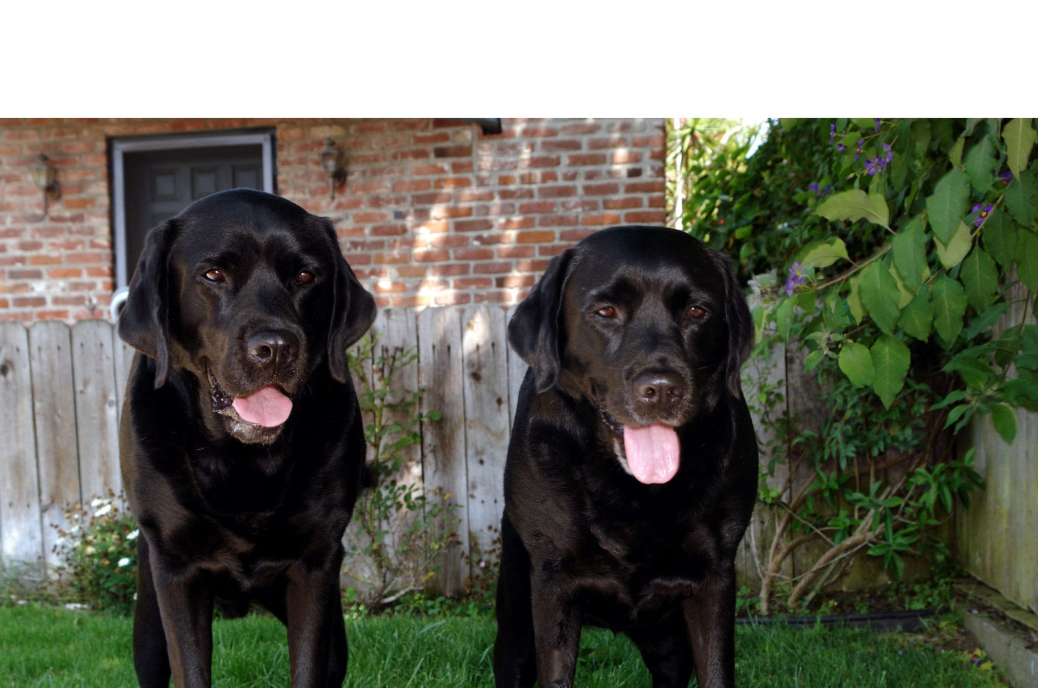 two black dogs standing next to each other with their tongues sticking out