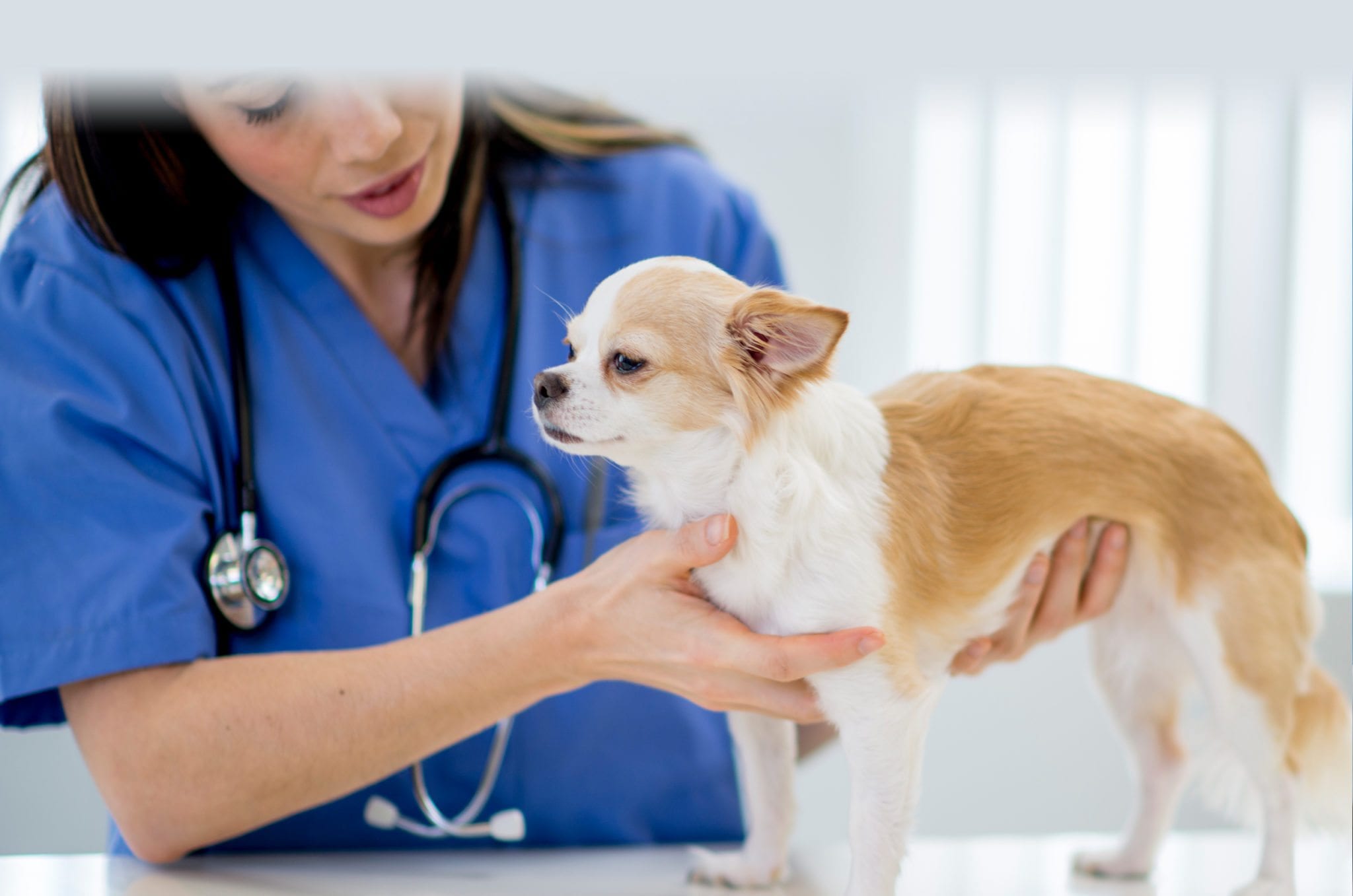 a vet conducting an exam on a small white and tan colored dog