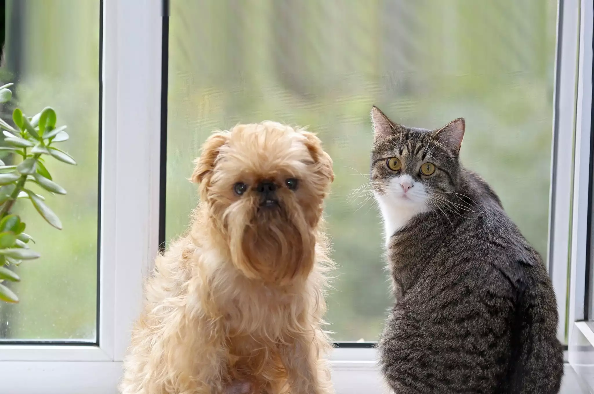 small dog and large cat sitting by window