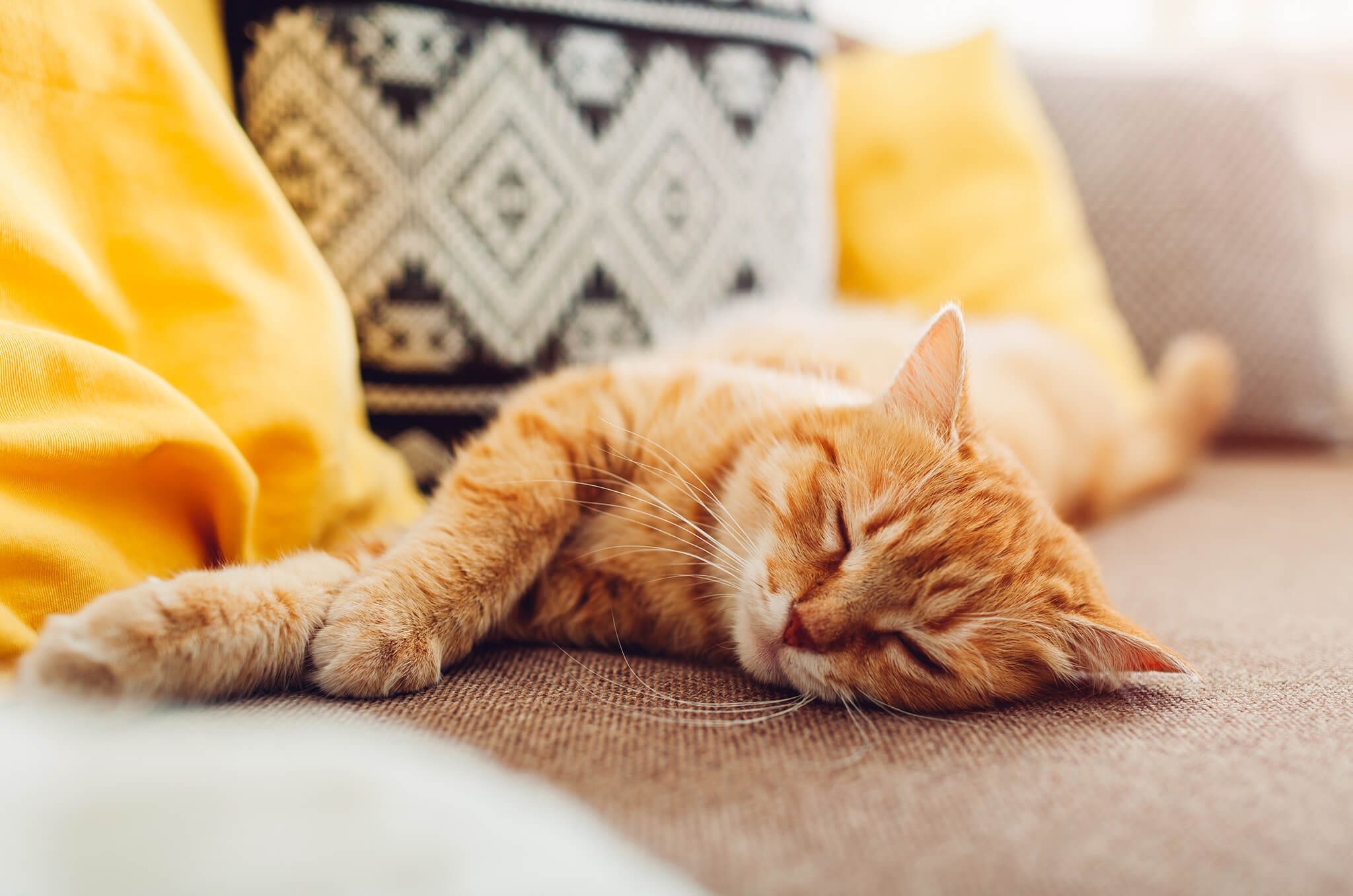 an orange tabby cat sleeping on a couch