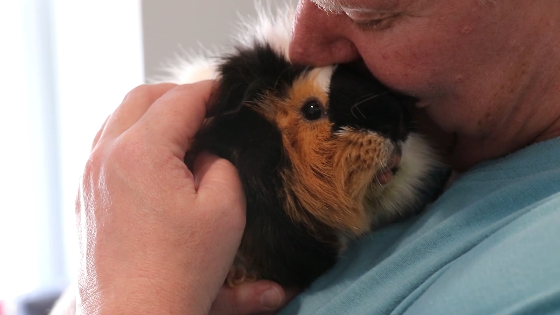 male hugging tri-colored guinea pig close and kissing guinea pig's head