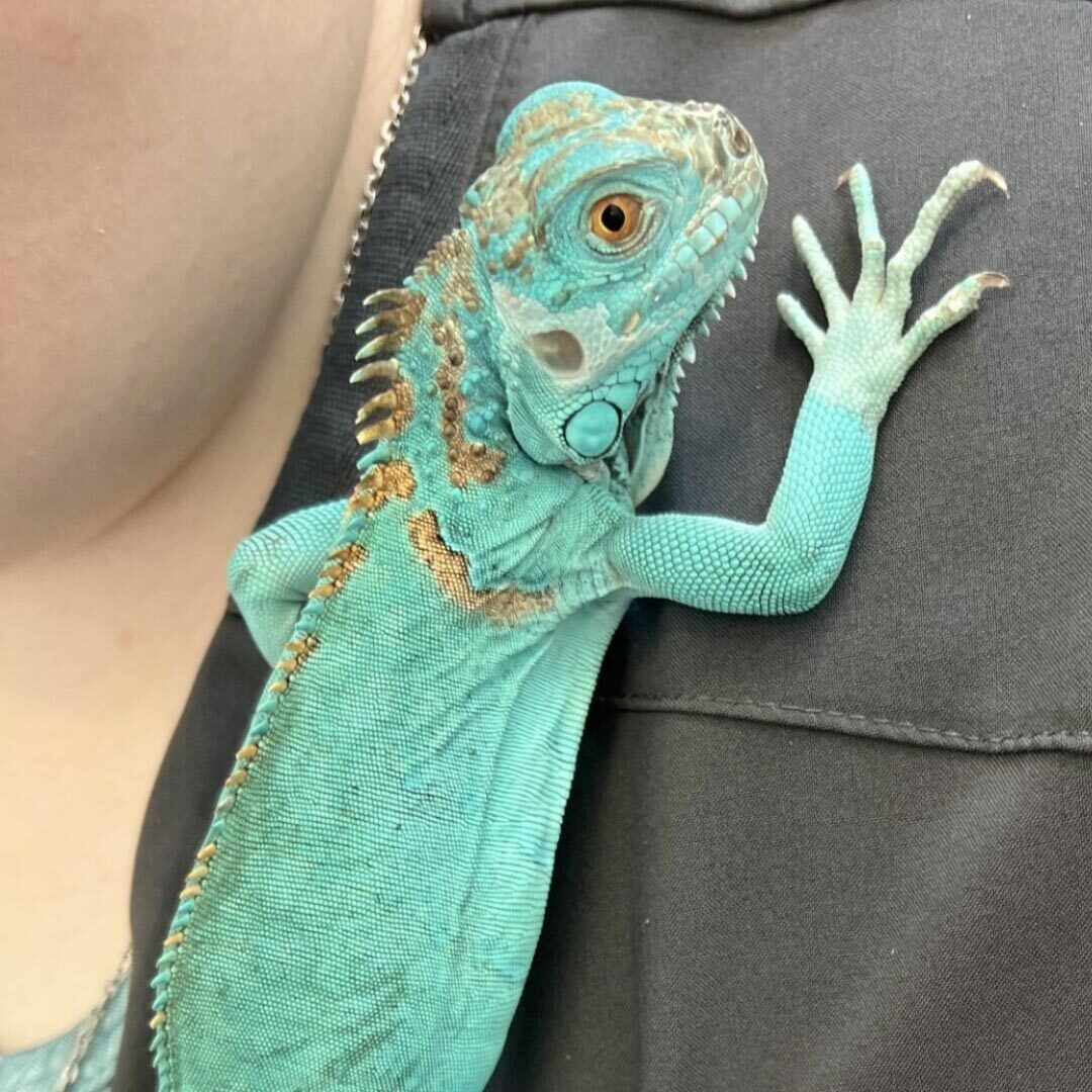 Beautiful Lizard Sitting On Staff Members Shoulder Beautiful Lizard Sitting On Staff Members Shoulder