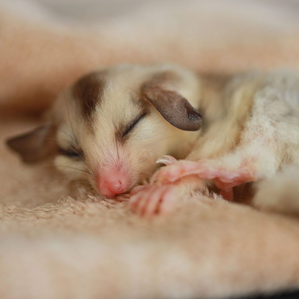 cute sugar glider sleeping on brown blanket