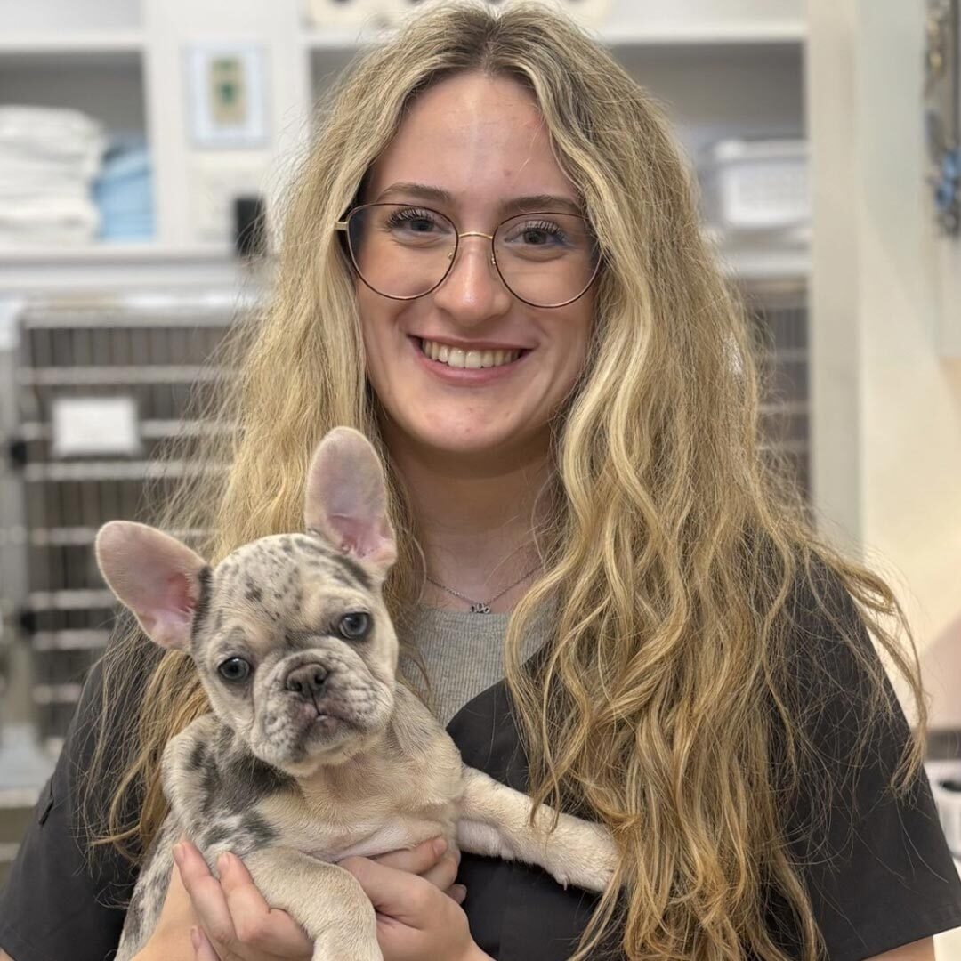 happy female staff member with glasses holding small french bulldog happy female staff member with glasses holding small french bulldog