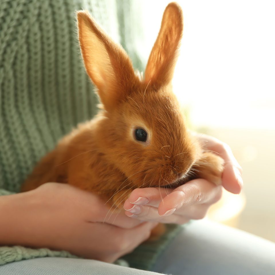 woman in green sweater holding brown rabbit